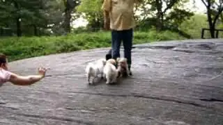 DP PAWTY= CENTRAL PARK- WILL SOMEONE GIVE US ATTENTION