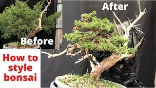 How to style bonsai Before and After process Shimpaku juniper