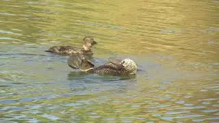 Australia&rsquo;s weirdest waterbird &ndash; a male Musk Duck displaying to a female