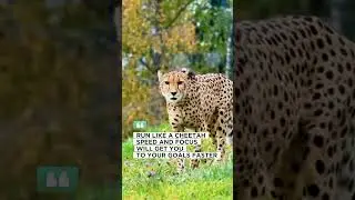cheetah wisdom #inspiration #facts #animalwisdom #betterperson #animals #wiseadvice #quotes#cheetah