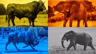 FUNNY BULLS VS ELEPHANTS. VS BATTLE. EXE 4 COLORS 4 MUSIC