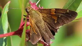 Silver-spotted skipper Butterfly Close Up