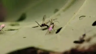 Cotesia vestalis attacking on DBM larva