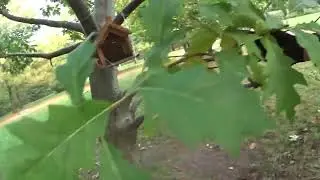 Дуб красный (Quercus rubra)