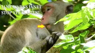 Congrats!Mum Jane Bite Lazy Janet & Warn Janet Stop Steal Milk From Mum,Janet Still Not Stop Doing
