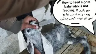 How to feed a goat baby who is not feeding. جو بکری کا بچہ دودھ نہ پی رہا ہو اس کو دودھ کیسے پلائیں