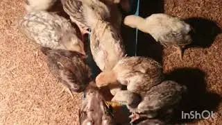 កូនមាន់ស្រែ #rooster #chickenbreeds #roosterlove #henchicken #chickenlover #roosterlover #pets #pet