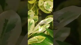 01 common flesh fly, (Sarcophaga carnaria), mouche grise de la viande, mouche &agrave; damier, ذبابة اللحم