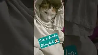 #goodnight #ghungroo #ghunghat #cat #catlover #wintersleep #funny #comedy#play #ytshorts
