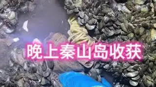 #大自然的搬运工 #赶海   今年晚上最后夜潮了。下个潮就转白天了
