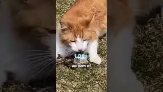 Why do cats bring you gifts?