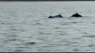 Dolphins 🐬 @ Murud Dapoli Beach Maharashtra