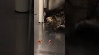 Edith the cat talking and chewing at the same time!