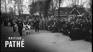 London - Army Gets Its Goat Aka Mascot For Welsh Regiment (1962)