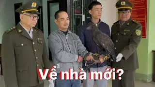Chia tay chú chim Đại Bàng gắn bó nhiều năm ở một nơi rất lạ....!