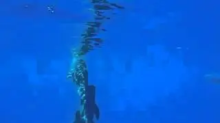 Ko Olina Ocean Adventures - Rare Pygmy Killer Whales