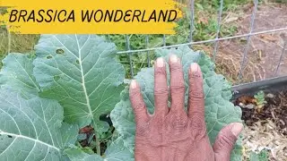 BRASSICA WONDERLAND | FALL NOVEMBER GARDEN TOUR
