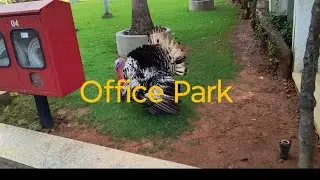 Office Park