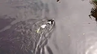 Dog Swimming, Dean Village, Edinburgh