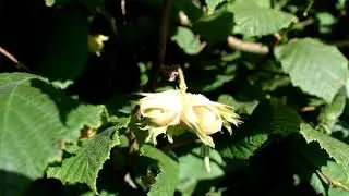 A gunslebert cobnut close up