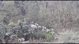 Elephant fighting in forest Raja ji tiger reserve uttarakhand #haridwarfishaquarium