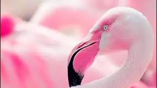Why Flamingos Are Pink: The Secret Behind Their Colourful Feathers! 🦩✨