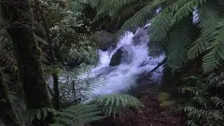 Warburton Rainforest Gallery - Shot on iPhone SE!