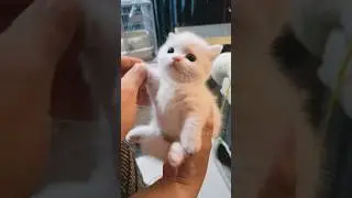 Милашка-котёнок &mdash; просто бомба! 😍🐱