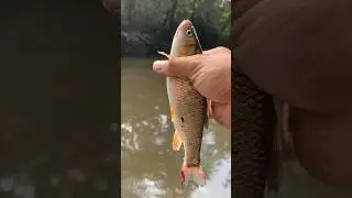 #chubfishing #fishing #spining #fishingmethod #carp #spin #fishingtechnique #carpfishing