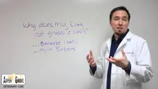 Why Does My Dog Eat Grass and Dirt?