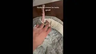 Lol!! #subscribe #cat #sphynx #funnymemes #viral #kitten #trending #sillymemes