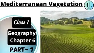 Mediterranean Vegetation | Natural Vegetation and Wild Life Class 7 Geography Chapter 6 | NCERT UPSC