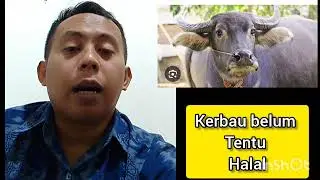 Kerbau belum tentu halal Lo ya