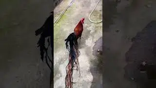 Onagadori red long tail chicken #chill #gaduoidai #onagadori #gacanhdep #chicken #longtailchicken