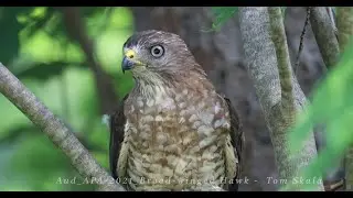 Broad-winged Hawks