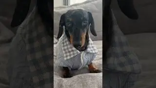 Mini Dachshund&rsquo;s Spring style 🌿🩵