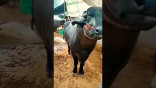super #murrah #bull #shortvideo #viralvideo #trending