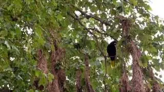 Moctezuma Oropendola - Male Sexual Display, Veracruz-M&eacute;xico 2015