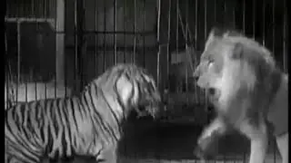 Tiger vs Lion - Ultimate Killer Vs The Ultimate Warrior