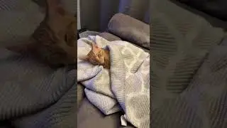 #asmr #sleeping  #purringvibes #kitten