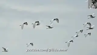 Flock of LITTLE EGRETS in flight, Singapore