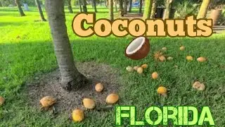 Falling Coconuts 🥥 | Living in South Florida 🌴