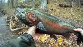 Oak Orchard STEELHEAD
