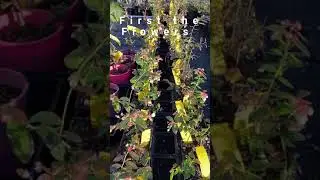 #Shorts #blueberry flowers and ripening berries