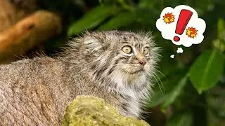 Top 10 Amazing Pallas Cat Facts That Will Leave You Amazed (Grumpy cat)
