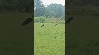 Migratory birds #trending #shorts #nature #migratorybirds #birds