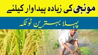 Rice Best Production Formula | Rice Farming best way | Record production of Rice with modern ways