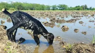 இந்த கிணறு தண்ணி சூப்பரா இருக்கு😱🤪