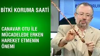 Bitki Koruma Saati - Canavar Otu İle Mücadelede Erken Hareket Etmenin Önemi