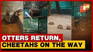 Nandankanan Zoo Welcomes Otters, Indian Grey Wolf Among Others Under Exchange Programme